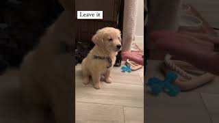 cute puppy dog funny videos #trending #trending