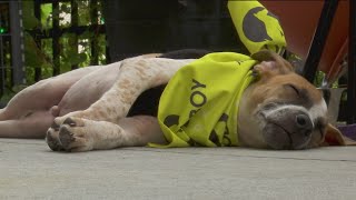 Topeka Clear the Shelters event highlights local rescue efforts