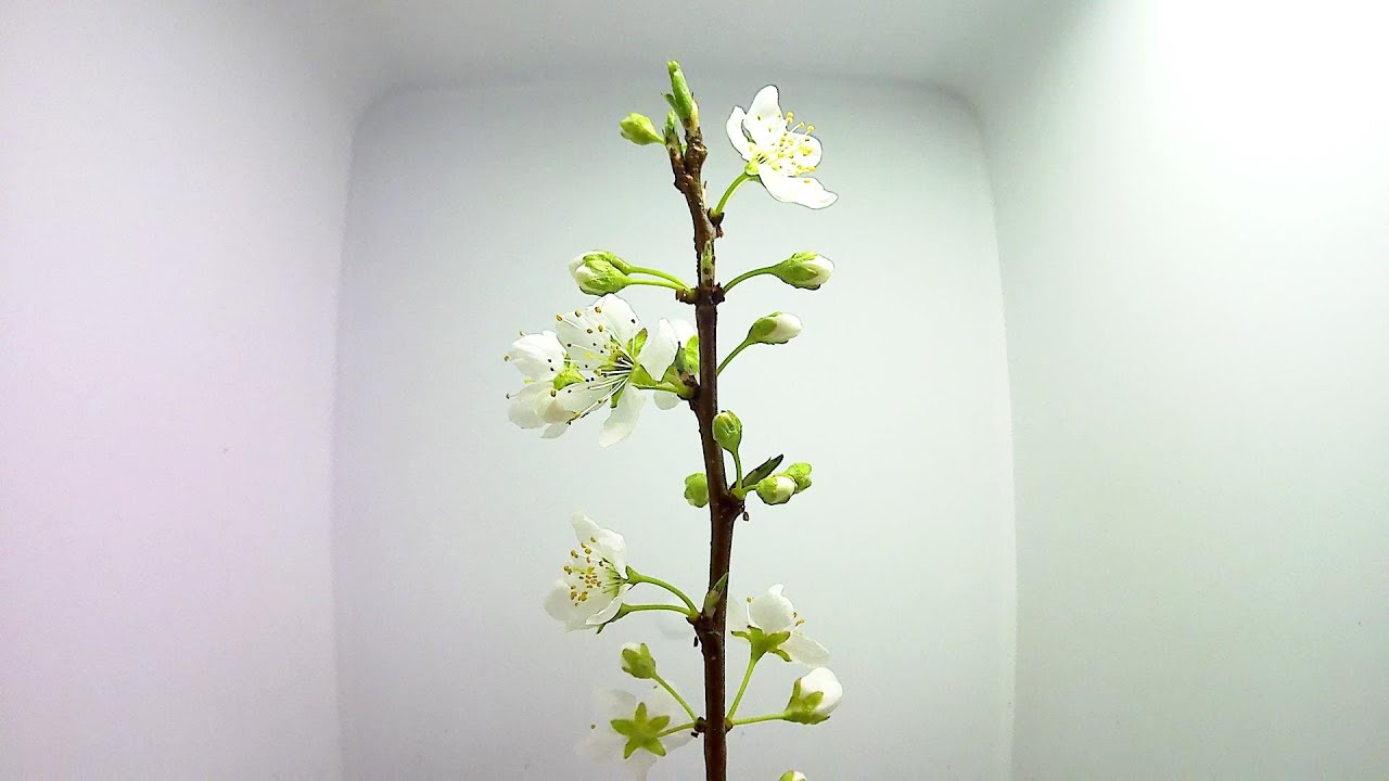 花の開花 169 スモモ プラム の開花 Youtube