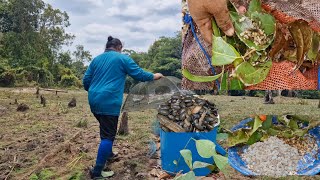 เข้าป่าลงห้วยหาแหย่ไข่หาใส่ตุ้มผลงานหมานื้งสองอย่างหมานทั้งไข่มดทั้งปลาทั้งแมงตับเต่าโพดความหมาน