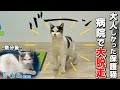 ã倧è±èµ°ãä¿è·3æ¥ç®ãç
é¢ã§ç«ãã¶ãã®ããããŸããã
