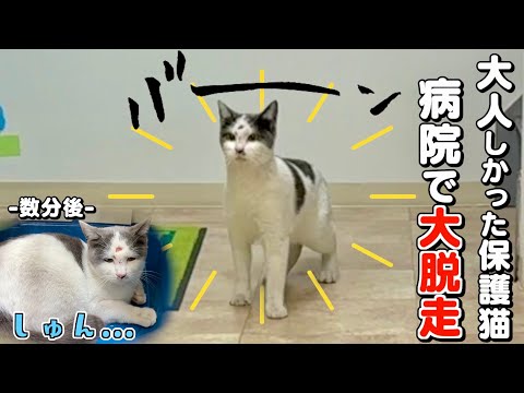 ねこLink🔗 - YouTube