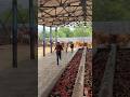 #shravanseva #cow #gaumata #trending #indiancow #youtubeshorts