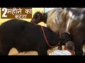 युवराज का 2 महीने का कट्टा | 2 months old calf of the million dollar bull Yuvraj
