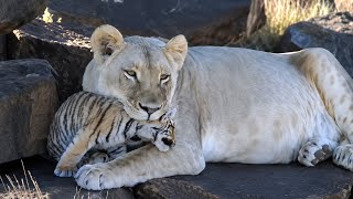 A Lioness Raised a Tiger Cub | Destined to Be His Foster Mother A Lioness Raised a Tiger Cub | Destined to Be His Foster Mother