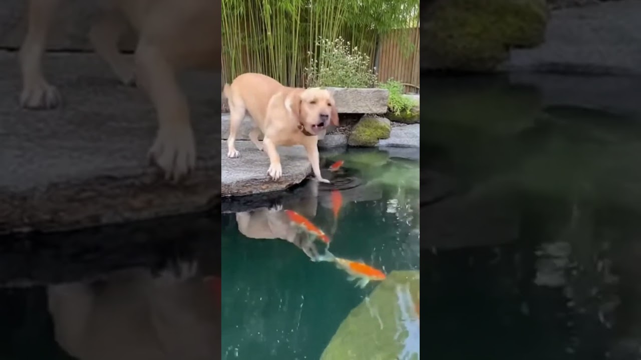 When Mom Teaches Swimming… But Does It WRONG 😂🐕‍🦺🐶