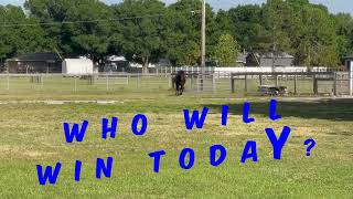 Furry Friends Race Day !  🐴  #horse #puppy #basset #dog by Life With Dogs And Horses ! 180 views 11 days ago 1 minute, 19 seconds