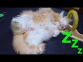 寝てる猫　　PDS