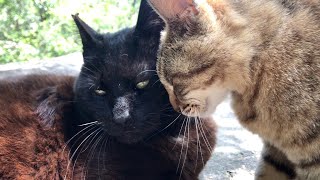 The cute relationship between Azuki and the big black cat Donchan.