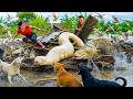 72 Hours Survival: Two Giant Pythons Invade Duck Farm — Family & Dogs Fight Back in Chaos! 😱🐍