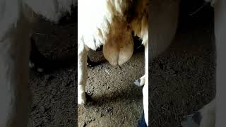 Of Sheeps ,Amazing Process