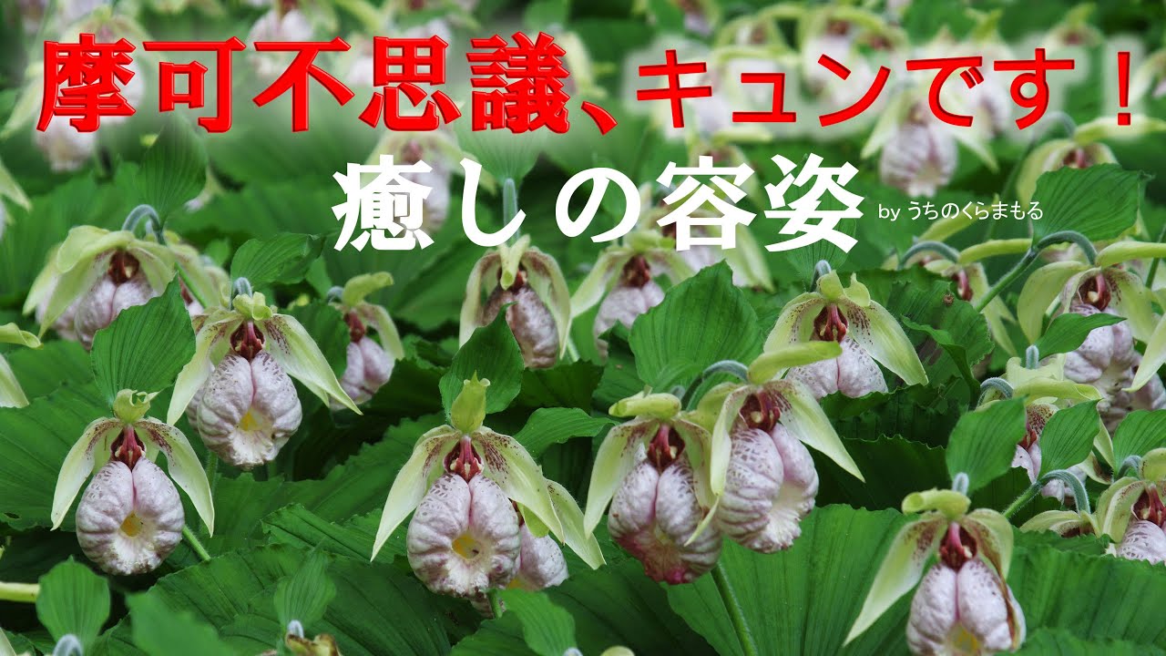 シペリウジウム　カルルム　【蘭科アツモリ草属】シンガポールラッフル シペリウジウム カルルム 【蘭科アツモリ草属】シンガポールラッフル