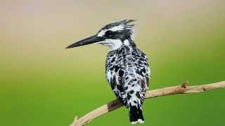 Pied Kingfisher