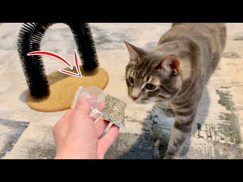 Benny Tries Catnip For The First Time | Chonkys