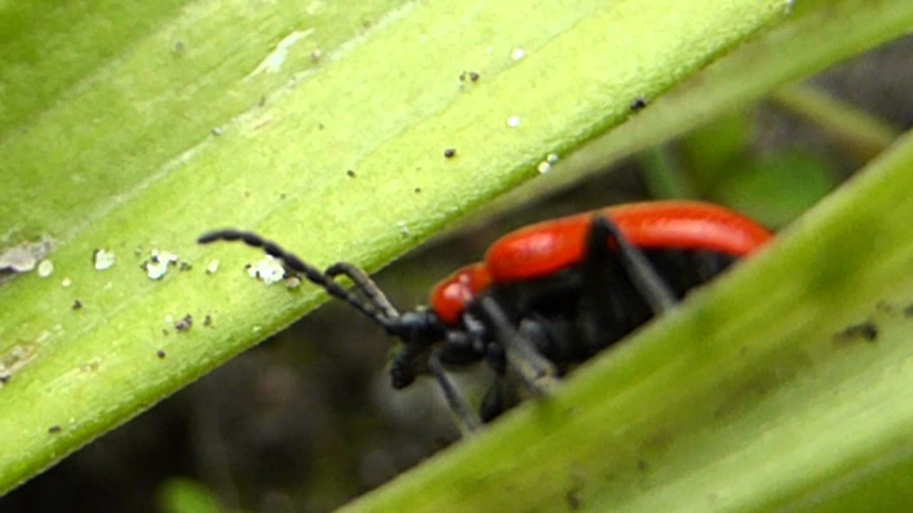 Scarlet Lily beetle - Liljubjalla -  Skordýr - Bjöllur