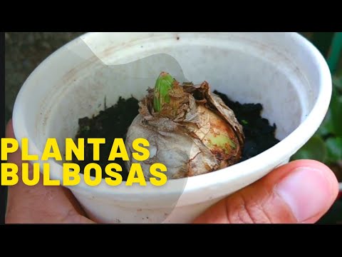 Vídeo: Propagação de Bulbos de Flores