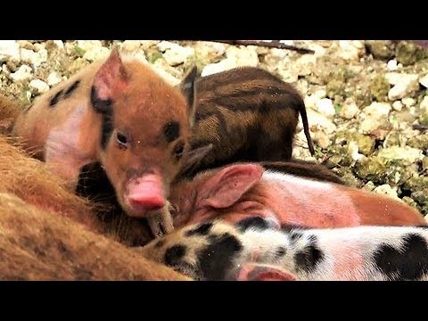 Wild pig mom nurses her adorable newborn babies - YouTube