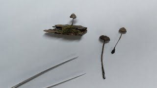 Mushrooms in June!? Drying Mushrooms with Silca Gel | Ideas and Tips | Mushroom Crafting | Pt 1