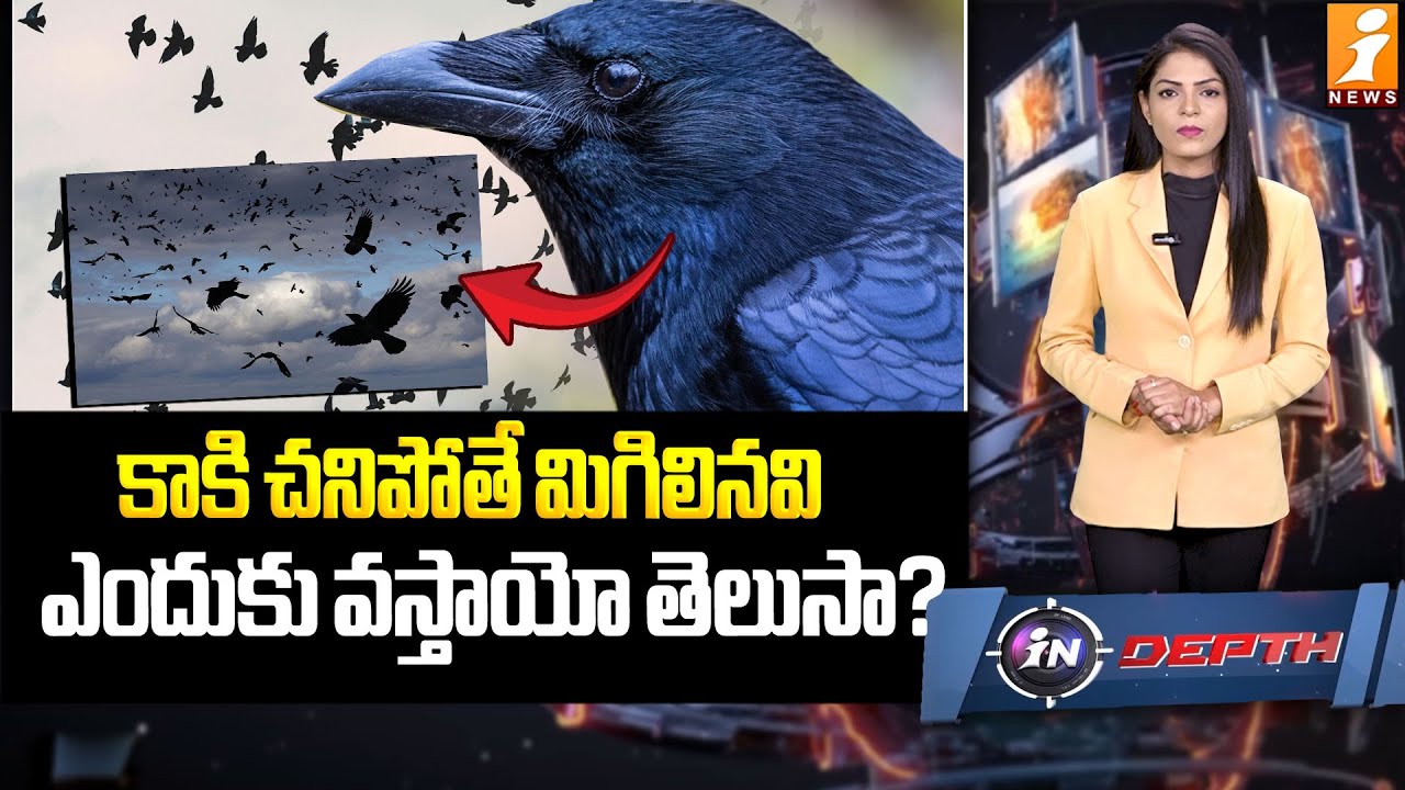 కాకి చనిపోతే మిగిలినవి ఎందుకు వస్తాయో తెలుసా?|The Shocking Intelligence of Crows Explained | indepth