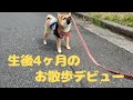 【豆柴】生後4ヶ月の子犬がお散歩デビューを果たしました♡