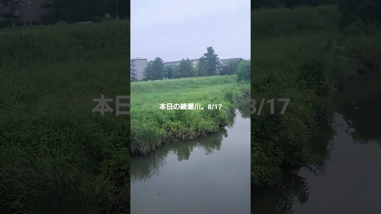本日の綾瀬川。8/17-3