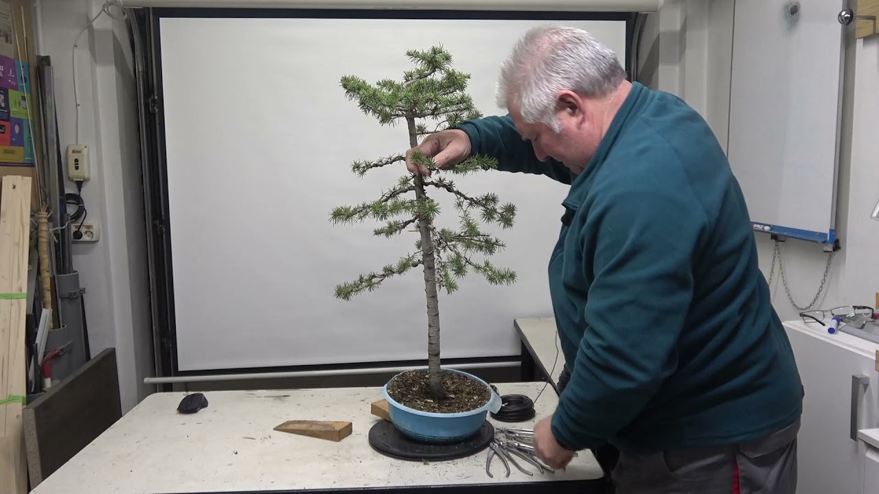 Cedro Estilo Formal en toda Regla