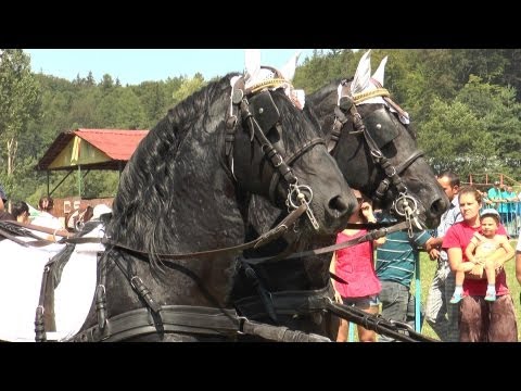 Concurs de frumusete pentru cai - Festival ecvestru Rasnov - 2013