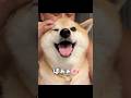 柴犬を一瞬で笑顔にさせる方法 #柴犬 #shorts #ytshorts