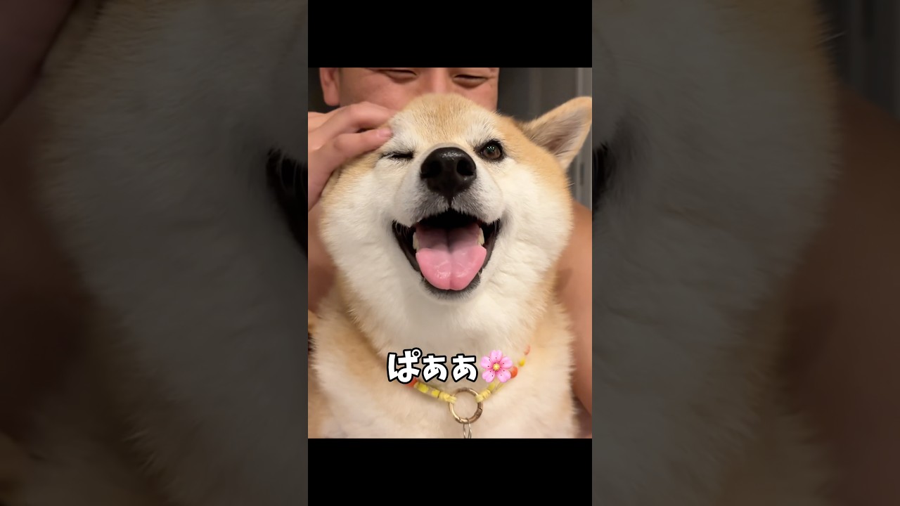 柴犬を一瞬で笑顔にさせる方法 #柴犬 #shorts #ytshorts