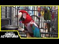 Meet these ADOPTABLE RESCUED PARROTS!
