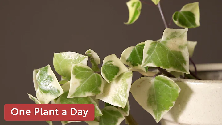 Senecio macroglossus 'Variegatus' (Wax Ivy) Houseplant Care  — 245 of 365