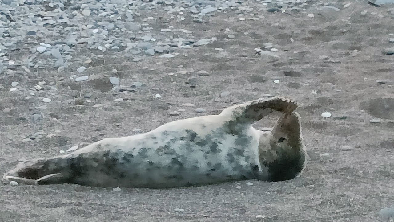 02/24/26 Walk on Hollym beach, the promenade and meeting the young seal.