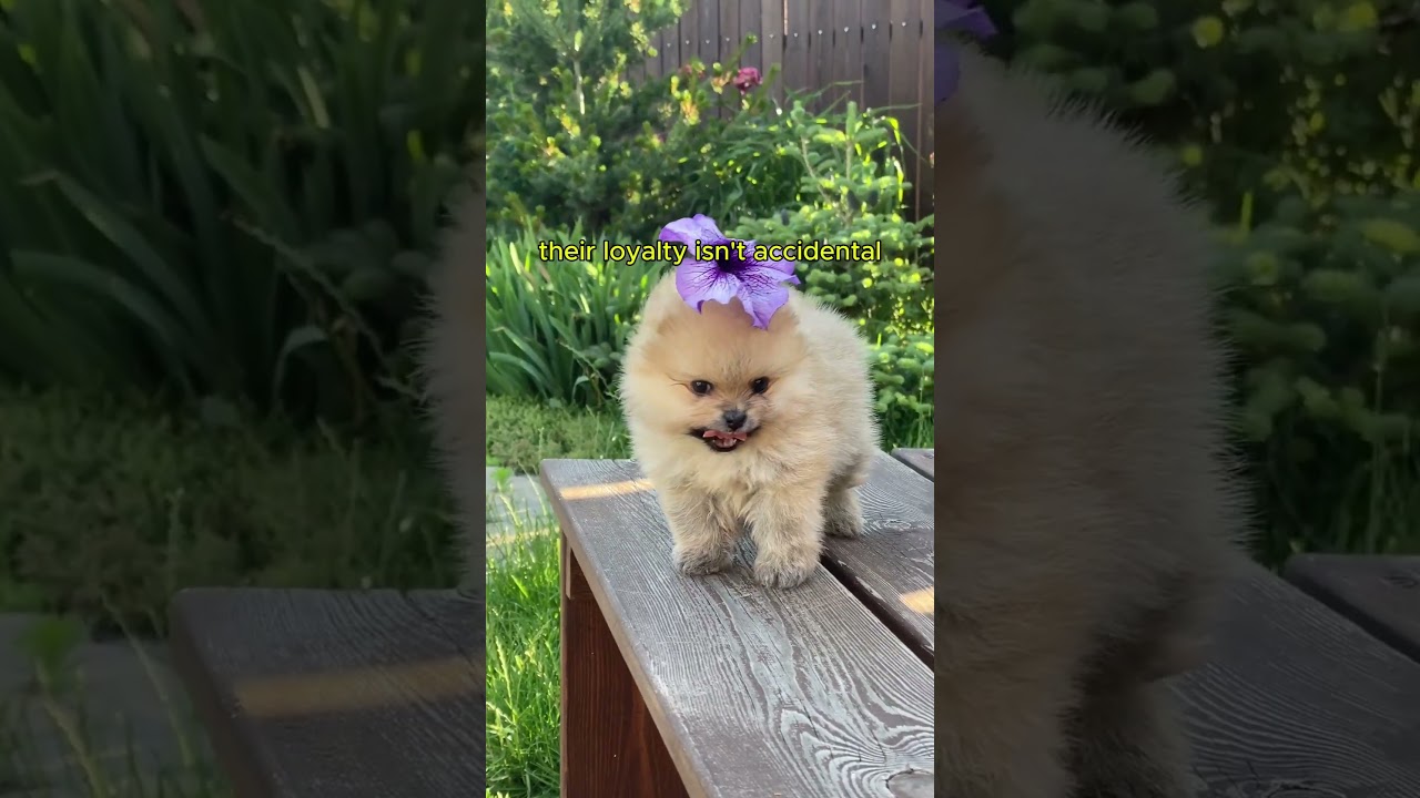 Why Dogs Love Humans So Much #shortsfeed #short #shorts