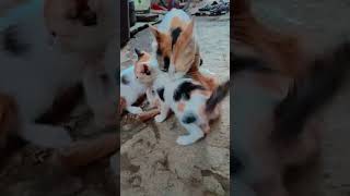 #comedy#explore#cute animal #YouTube#funny#cat #cute baby#trending#short video#trending 😍❤️✨🐈🐱