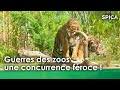 Guerres des zoos  une concurrence froce 