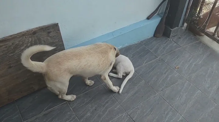 Video 4517471: manee kittens, kitten outside, kitten house