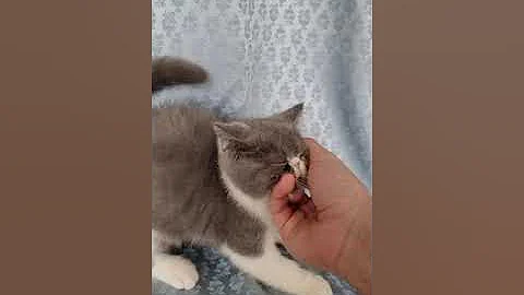 Watch the video about Napocats.ro | Napocats Gus - Exotic Shorthair boy, blue bicolor