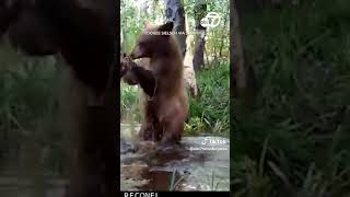 Playful bear cubs wrestle in South Lake Tahoe pond