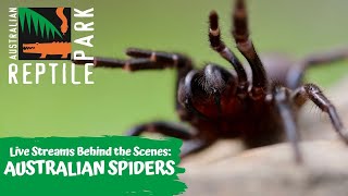 LIVE WITH AUSTRALIAN SPIDERS | AUSTRALIAN REPTILE PARK