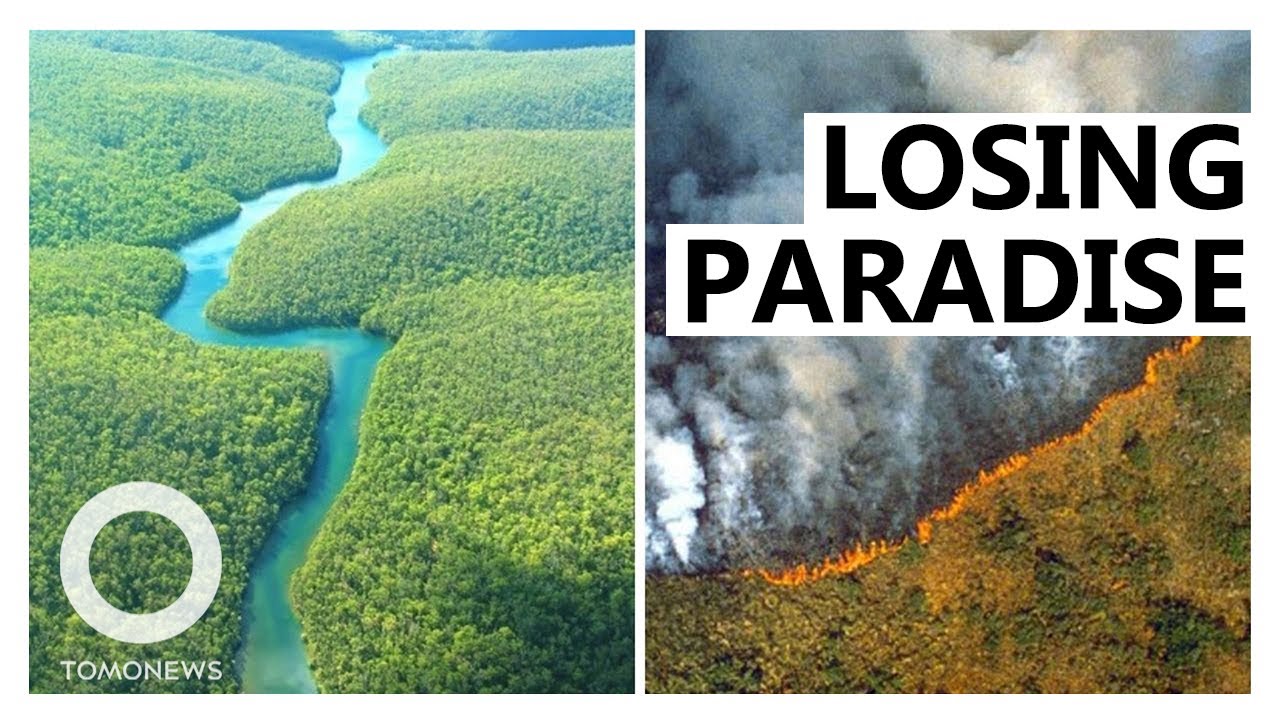 Amazon Deforestation Increasing Under Bolsonaro’s Government