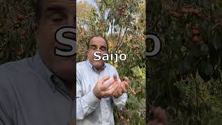 Persimmon Fruit - Picking Astringent Persimmon Fruit Part 1 Of 2