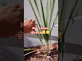lemon grass😳😳 #ytshortviral #amsr #trendingshorts