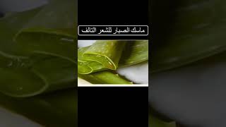 ماسك الصبار للشعر