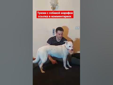 дрессировка собак как дрессировать собаку трюки с собакой # ...