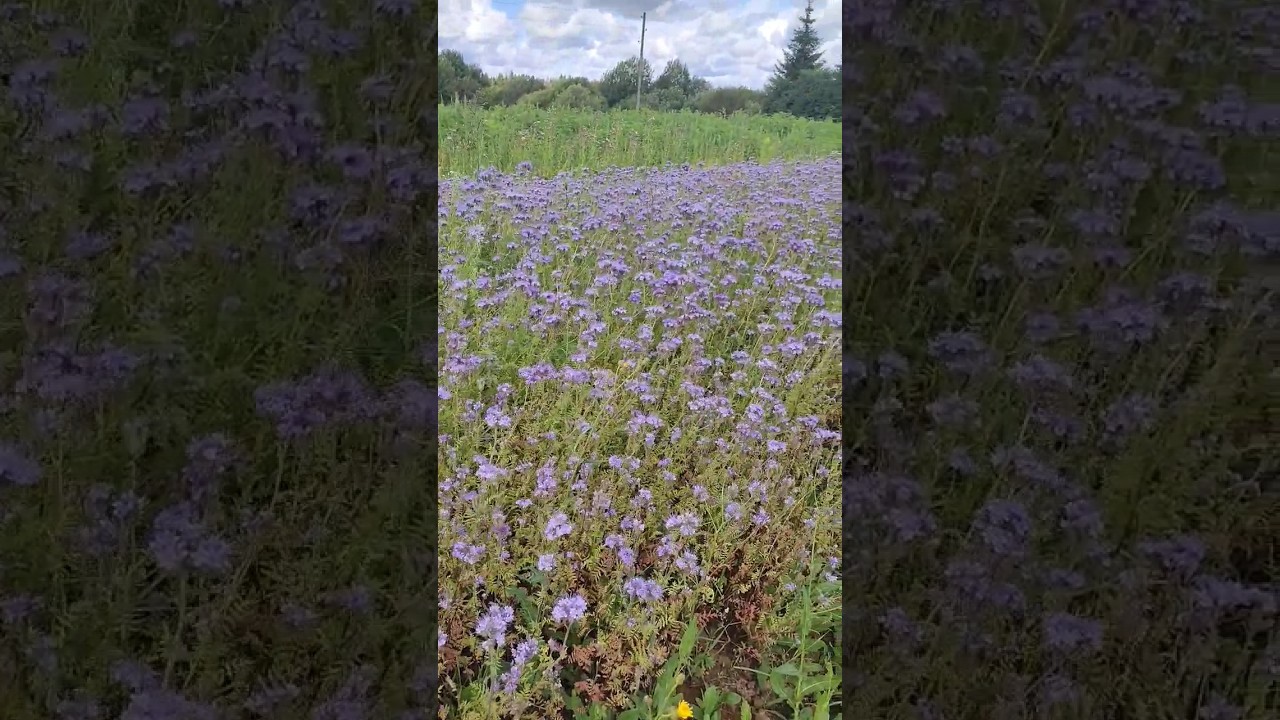 Чтобы пчёлки не филонили. Про медоносы.