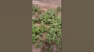 ساعه صفاء امام النعناع 💝💝💝القران الكريم  ربيع القلوب ونور الصدور وشفاء الهموم