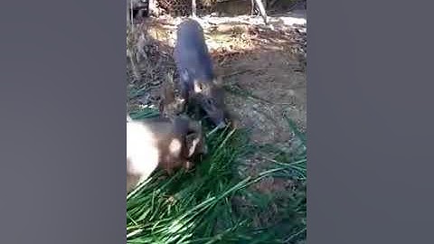 Bán lợn mán mường tên lửa tại Thái Bình - LỢN MƯỜNG XỊN.com