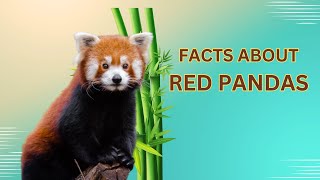 Red Pandas - The Ultimate Guide to Fascinating Facts!