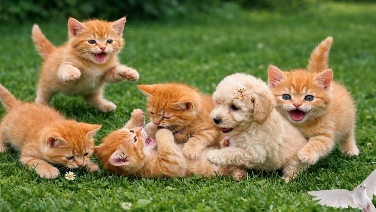 The Meow and Bark Symphony: 10 Unforgettable Moments of Friendship.