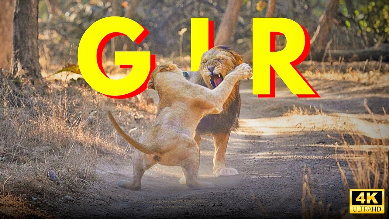EP 03-Gir | Love or War in Wild | Male & Female Lion Fighting  | 4K